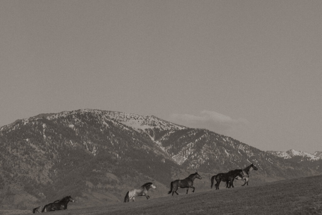 Wide landscape view of horses and rolling hills at a luxurious Wyoming horse elopement